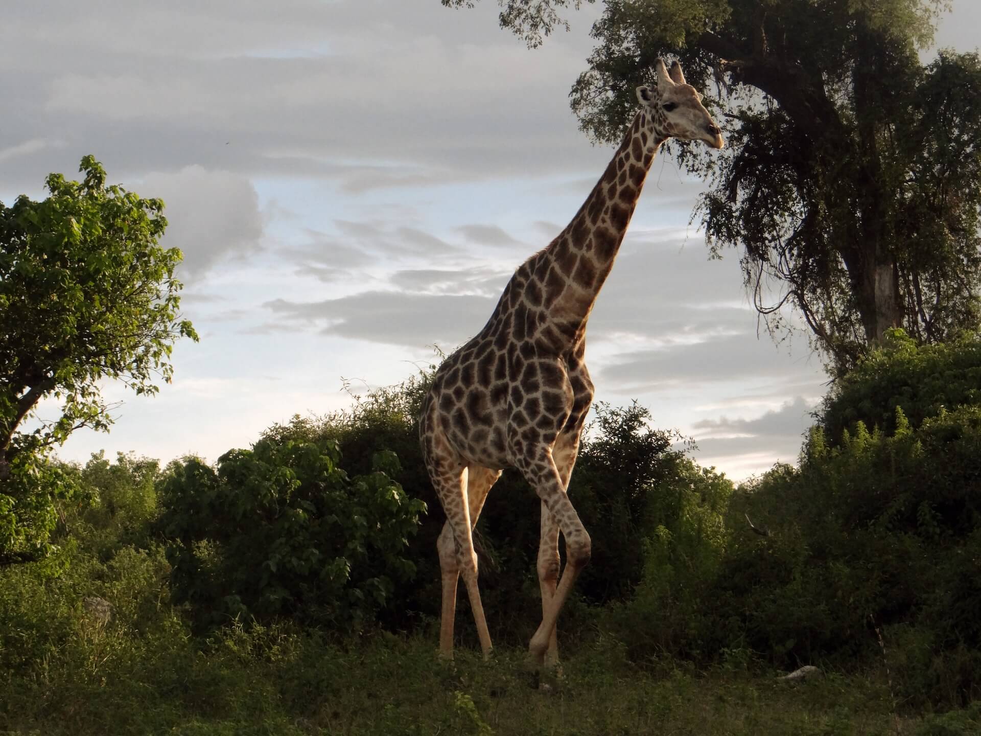 Botswana Safaris - Go Get it Safaris GmbH ist ein kleines Unternehmen mit grosser Safari-Erfahrung 1 Botswana Safaris - Go Get it Safaris GmbH ist ein kleines Unternehmen mit grosser Safari-Erfahrung 1