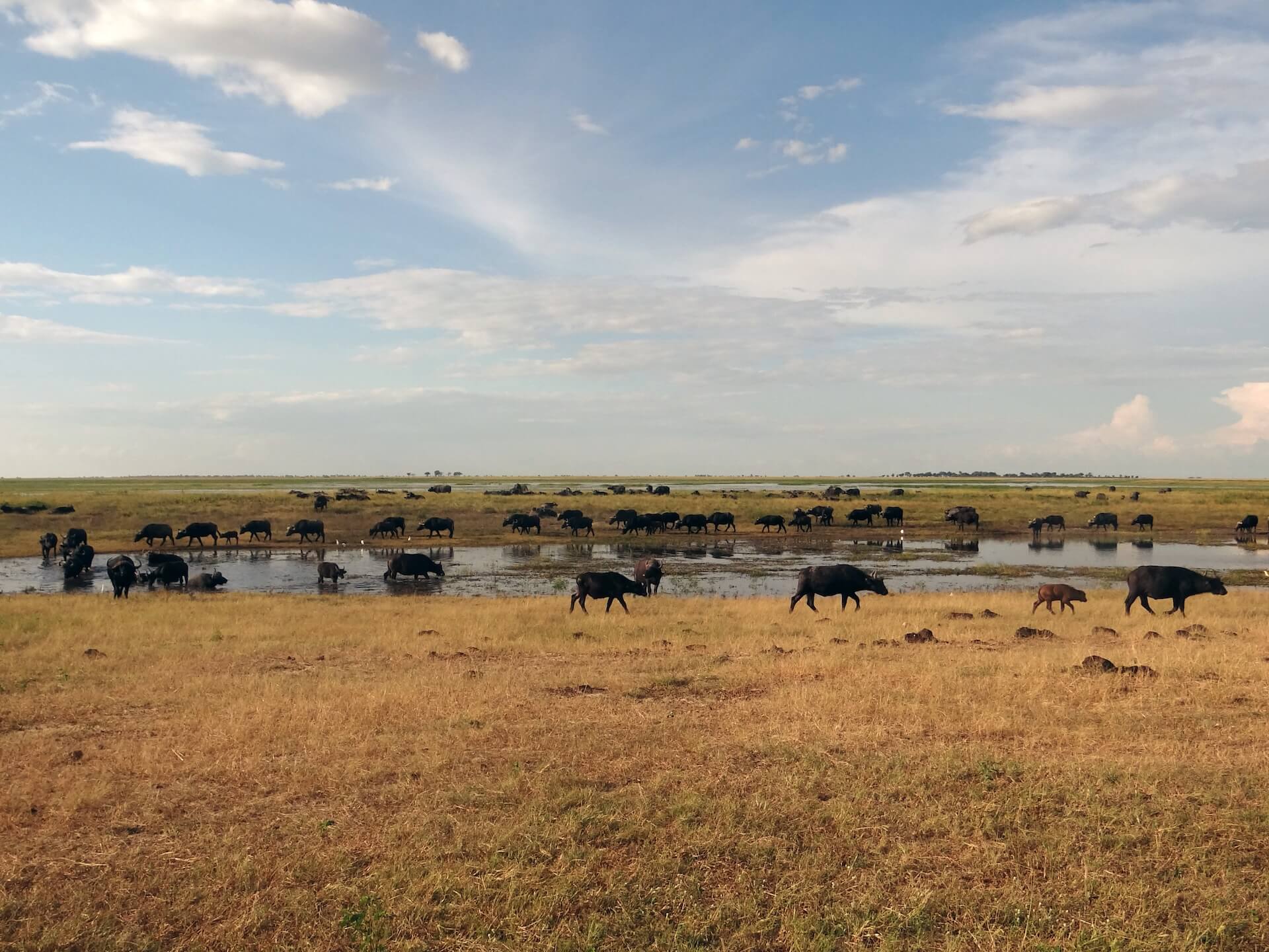 Galerie - Go Get it Safaris GmbH ist ein kleines Unternehmen mit grosser Safari-Erfahrung 145