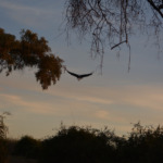 Galerie - Go Get it Safaris GmbH ist ein kleines Unternehmen mit grosser Safari-Erfahrung 149