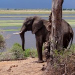 Galerie - Go Get it Safaris GmbH ist ein kleines Unternehmen mit grosser Safari-Erfahrung 151