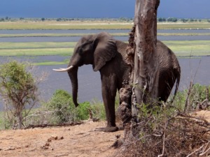 Galerie - Go Get it Safaris GmbH ist ein kleines Unternehmen mit grosser Safari-Erfahrung 151