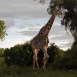 Galerie - Go Get it Safaris GmbH ist ein kleines Unternehmen mit grosser Safari-Erfahrung 154