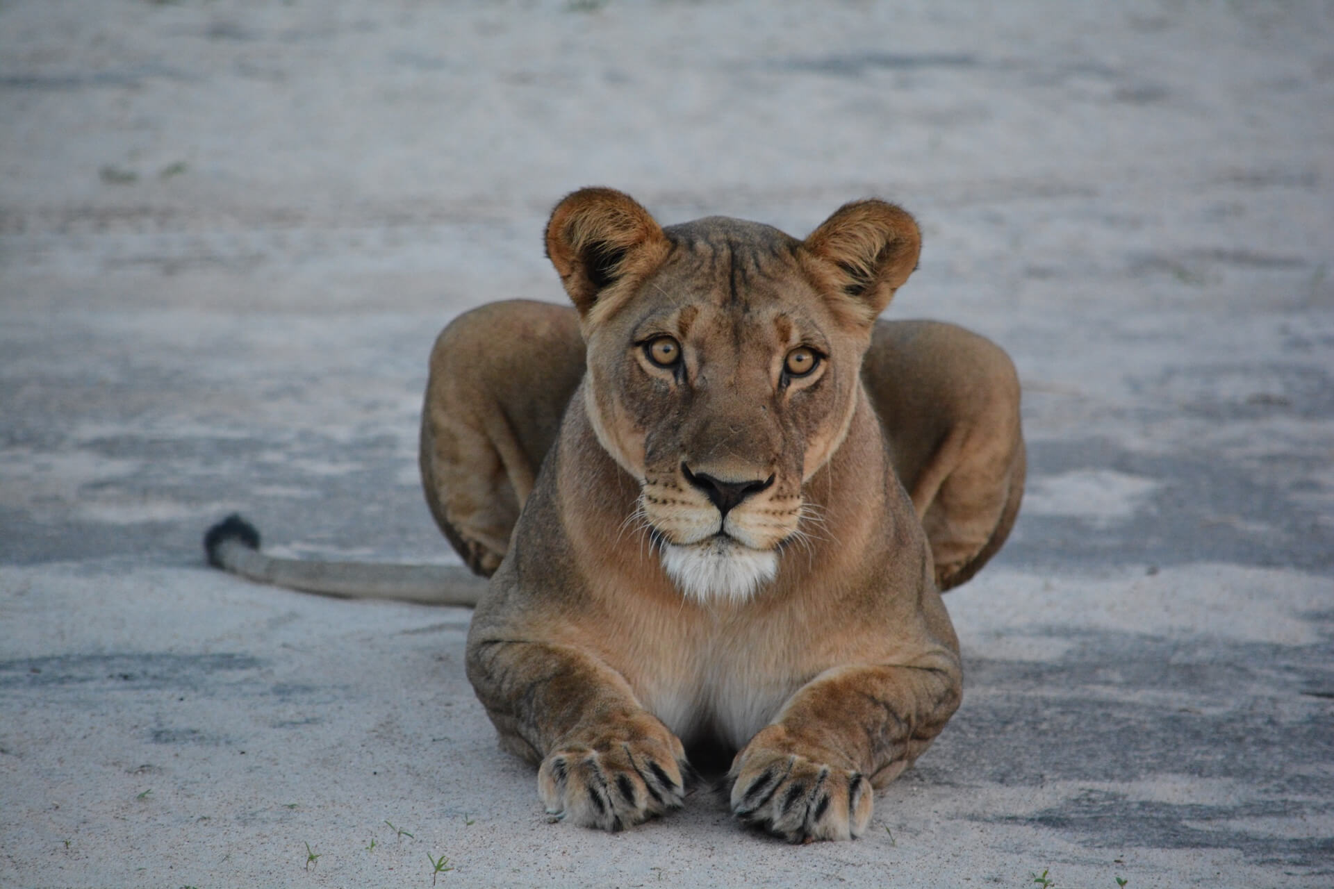 Galerie - Go Get it Safaris GmbH ist ein kleines Unternehmen mit grosser Safari-Erfahrung 156