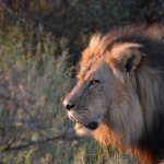 Galerie - Go Get it Safaris GmbH ist ein kleines Unternehmen mit grosser Safari-Erfahrung 157