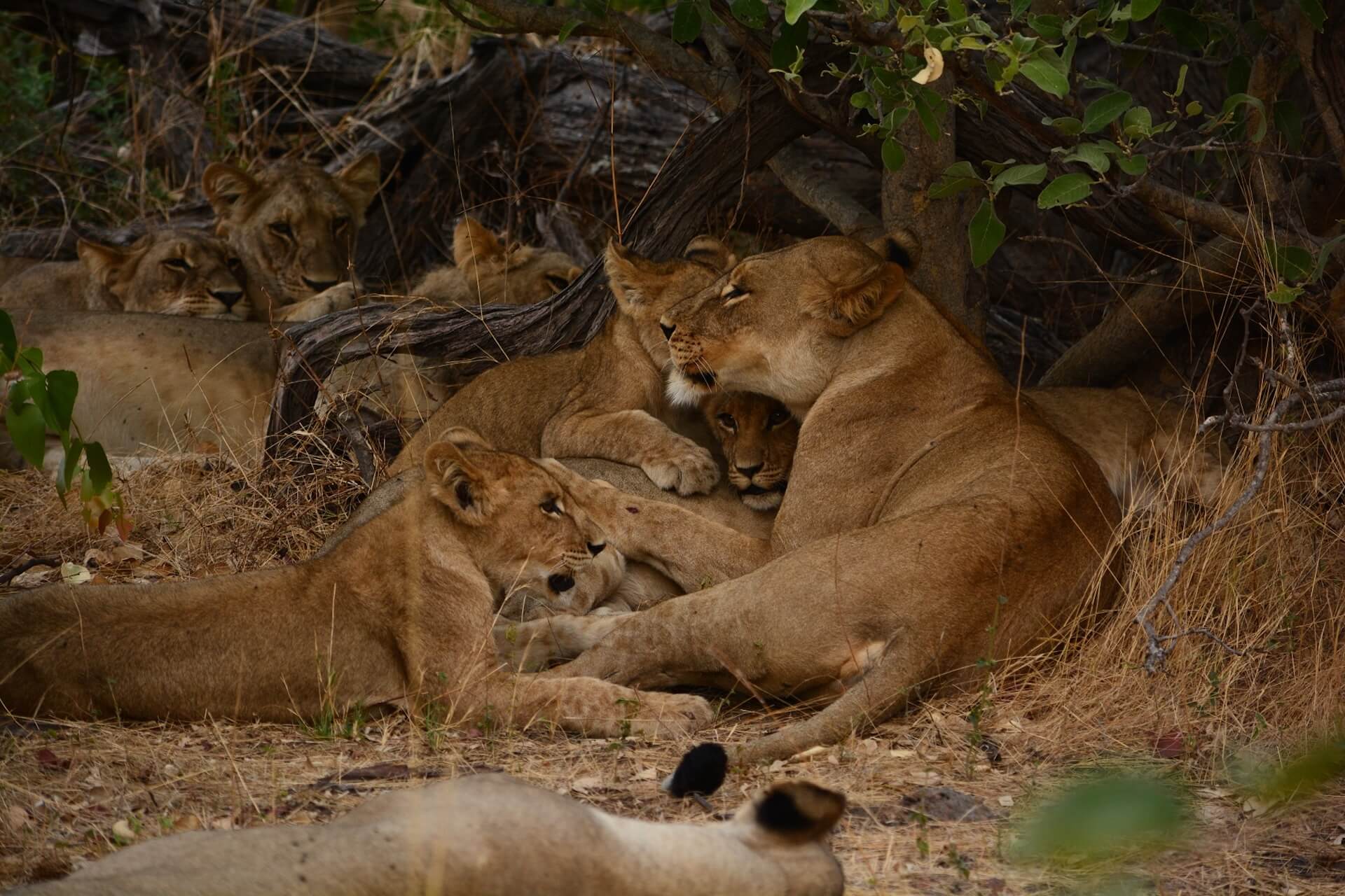 Galerie - Go Get it Safaris GmbH ist ein kleines Unternehmen mit grosser Safari-Erfahrung 160