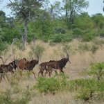 Galerie - Go Get it Safaris GmbH ist ein kleines Unternehmen mit grosser Safari-Erfahrung 162