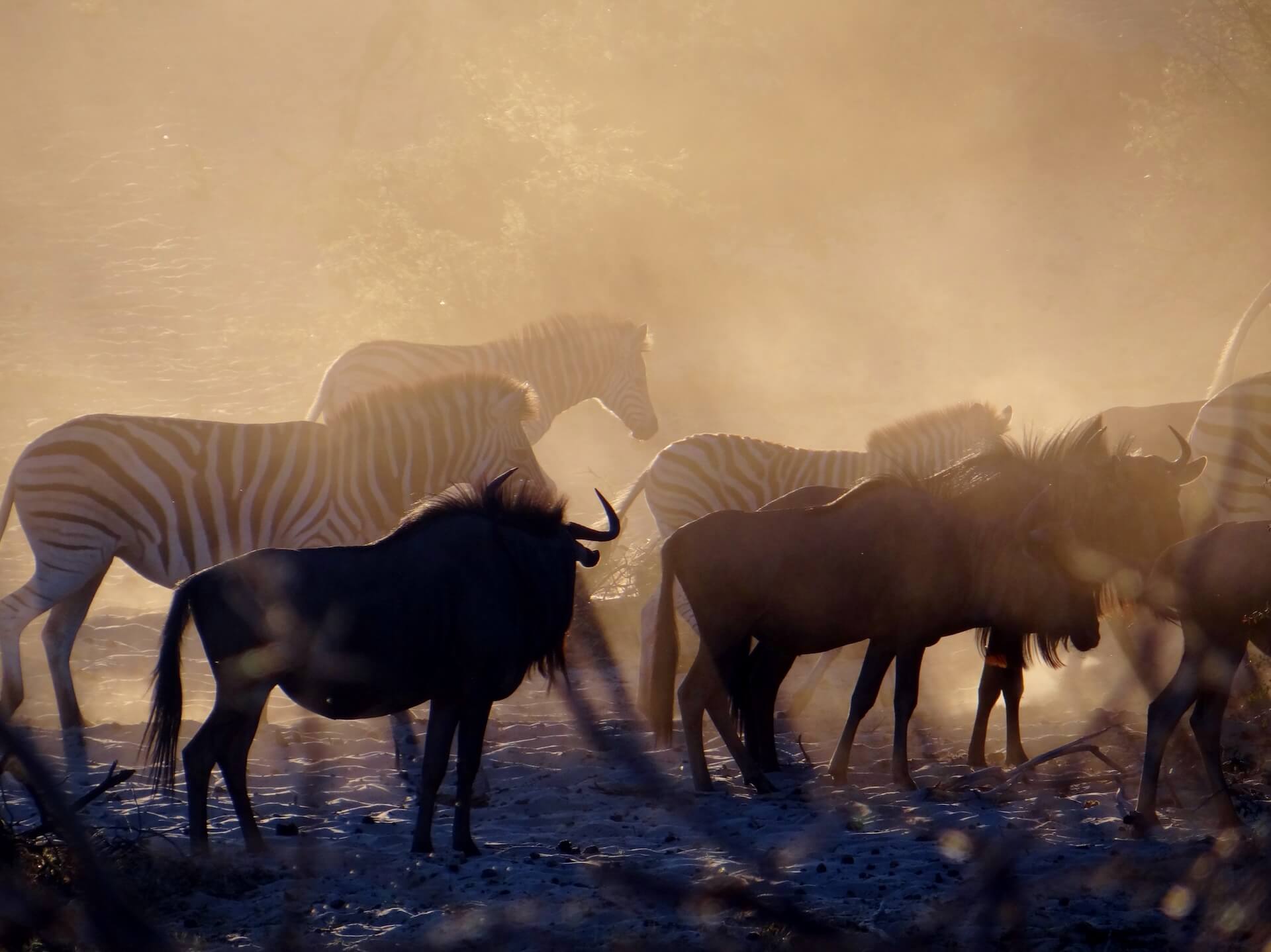 Galerie - Go Get it Safaris GmbH ist ein kleines Unternehmen mit grosser Safari-Erfahrung 163