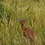 Galerie - Go Get it Safaris GmbH ist ein kleines Unternehmen mit grosser Safari-Erfahrung 164