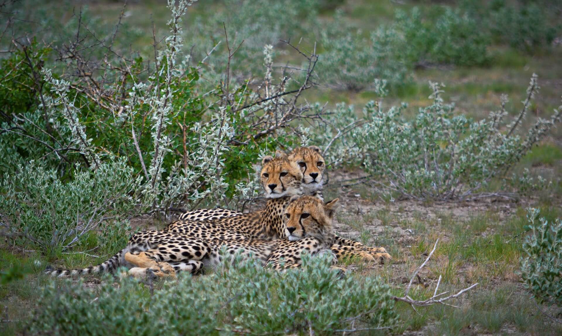 Galerie - Go Get it Safaris GmbH ist ein kleines Unternehmen mit grosser Safari-Erfahrung 165