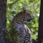 Galerie - Go Get it Safaris GmbH ist ein kleines Unternehmen mit grosser Safari-Erfahrung 169