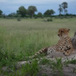 Galerie - Go Get it Safaris GmbH ist ein kleines Unternehmen mit grosser Safari-Erfahrung 170