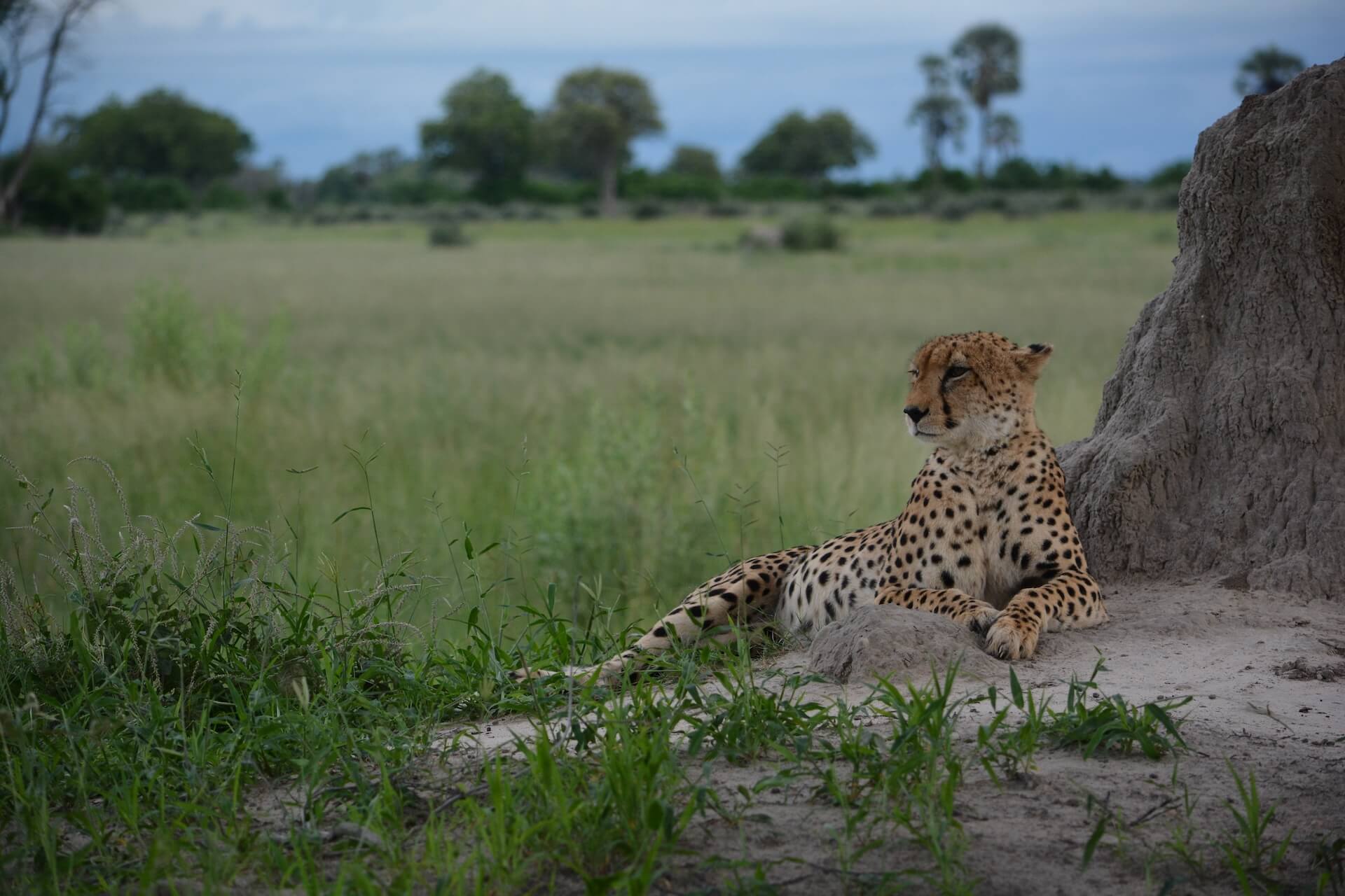 Galerie - Go Get it Safaris GmbH ist ein kleines Unternehmen mit grosser Safari-Erfahrung 170