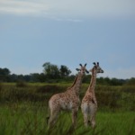 Galerie - Go Get it Safaris GmbH ist ein kleines Unternehmen mit grosser Safari-Erfahrung 172