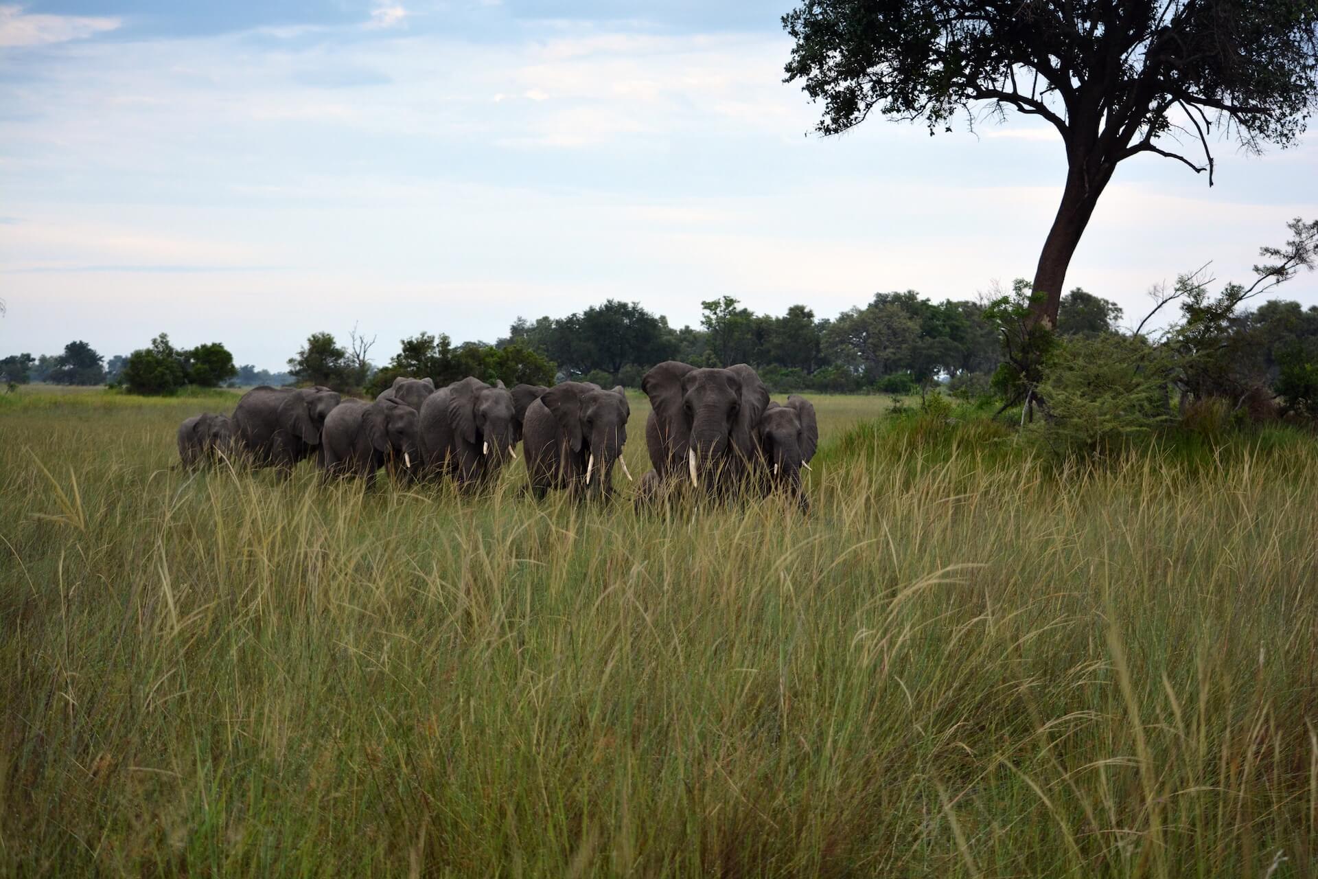Galerie - Go Get it Safaris GmbH ist ein kleines Unternehmen mit grosser Safari-Erfahrung 176