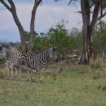 Galerie - Go Get it Safaris GmbH ist ein kleines Unternehmen mit grosser Safari-Erfahrung 178