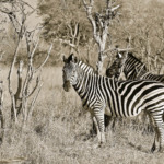Galerie - Go Get it Safaris GmbH ist ein kleines Unternehmen mit grosser Safari-Erfahrung 180