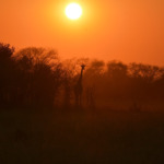 Galerie - Go Get it Safaris GmbH ist ein kleines Unternehmen mit grosser Safari-Erfahrung 181