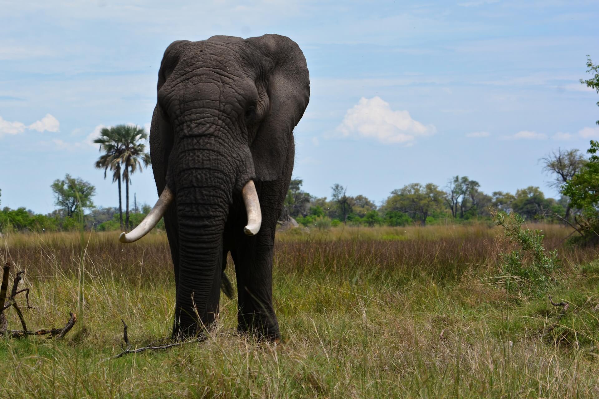 Galerie - Go Get it Safaris GmbH ist ein kleines Unternehmen mit grosser Safari-Erfahrung 183
