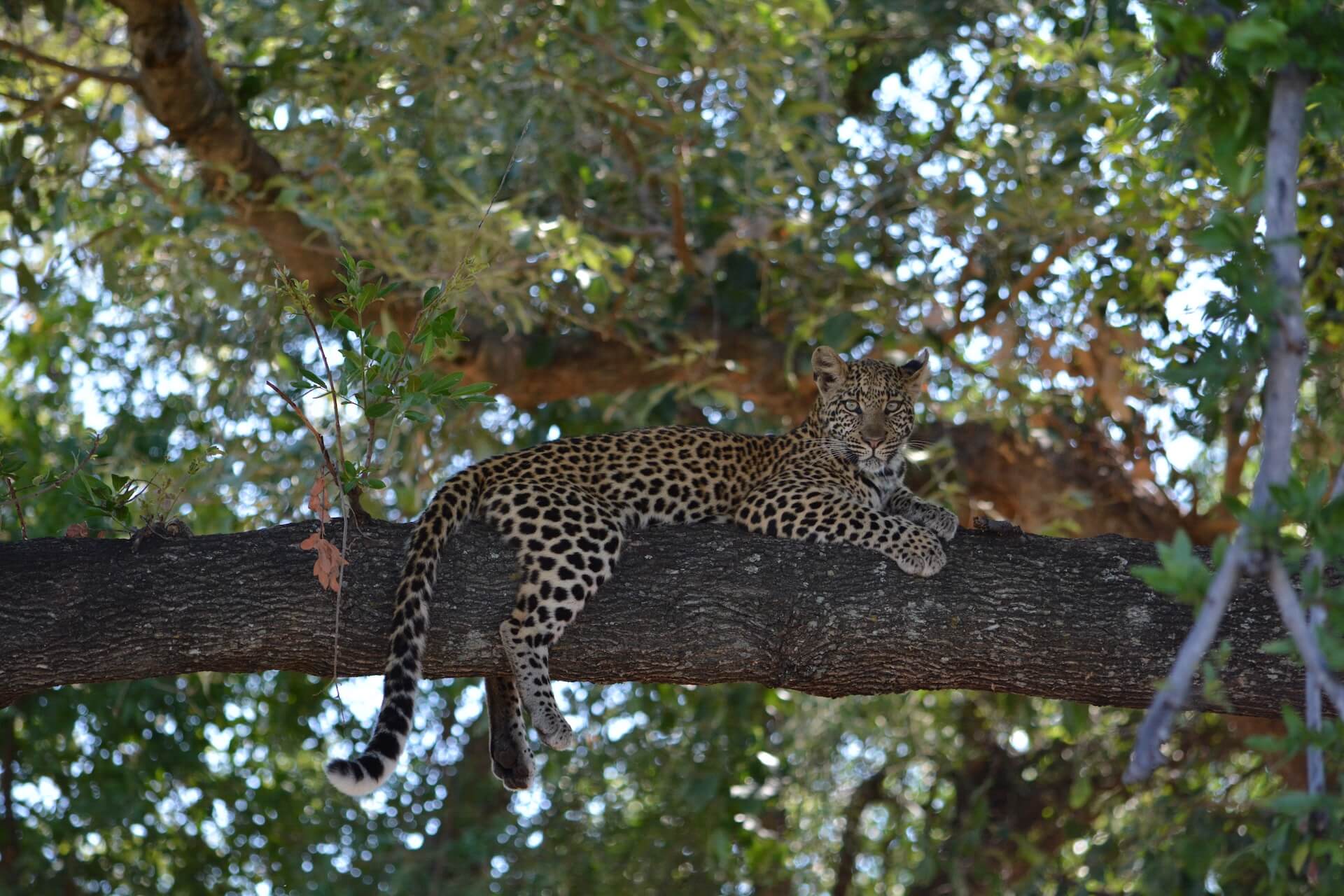 Galerie - Go Get it Safaris GmbH ist ein kleines Unternehmen mit grosser Safari-Erfahrung 185