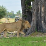 Galerie - Go Get it Safaris GmbH ist ein kleines Unternehmen mit grosser Safari-Erfahrung 187