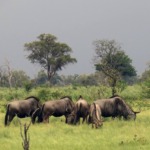 Galerie - Go Get it Safaris GmbH ist ein kleines Unternehmen mit grosser Safari-Erfahrung 191