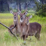 Galerie - Go Get it Safaris GmbH ist ein kleines Unternehmen mit grosser Safari-Erfahrung 193