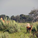 Galerie - Go Get it Safaris GmbH ist ein kleines Unternehmen mit grosser Safari-Erfahrung 194