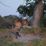Galerie - Go Get it Safaris GmbH ist ein kleines Unternehmen mit grosser Safari-Erfahrung 197