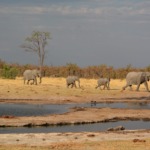 Galerie - Go Get it Safaris GmbH ist ein kleines Unternehmen mit grosser Safari-Erfahrung 201
