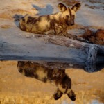 Galerie - Go Get it Safaris GmbH ist ein kleines Unternehmen mit grosser Safari-Erfahrung 202