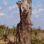 Galerie - Go Get it Safaris GmbH ist ein kleines Unternehmen mit grosser Safari-Erfahrung 203
