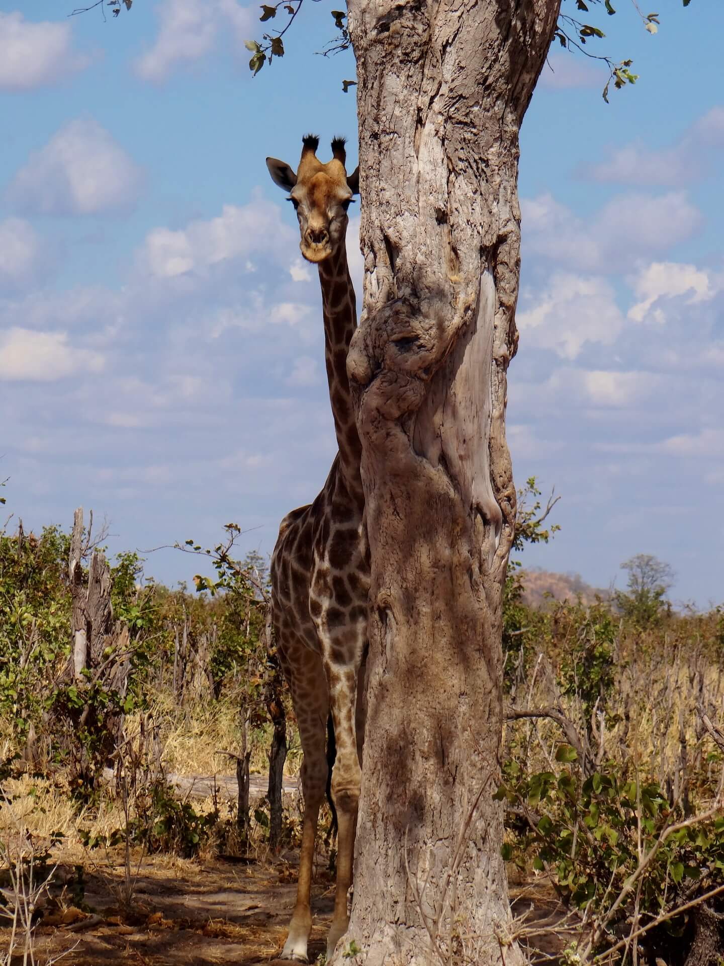Galerie - Go Get it Safaris GmbH ist ein kleines Unternehmen mit grosser Safari-Erfahrung 203