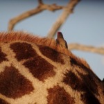 Galerie - Go Get it Safaris GmbH ist ein kleines Unternehmen mit grosser Safari-Erfahrung 204