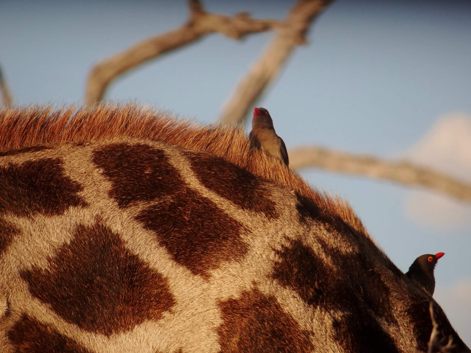 Galerie - Go Get it Safaris GmbH ist ein kleines Unternehmen mit grosser Safari-Erfahrung 204