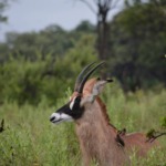 Galerie - Go Get it Safaris GmbH ist ein kleines Unternehmen mit grosser Safari-Erfahrung 205