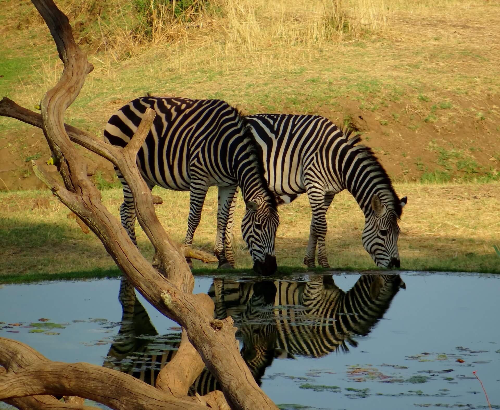 Galerie - Go Get it Safaris GmbH ist ein kleines Unternehmen mit grosser Safari-Erfahrung 207
