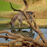 Galerie - Go Get it Safaris GmbH ist ein kleines Unternehmen mit grosser Safari-Erfahrung 208
