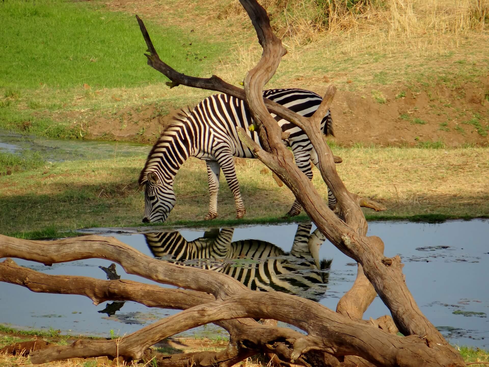 Galerie - Go Get it Safaris GmbH ist ein kleines Unternehmen mit grosser Safari-Erfahrung 208