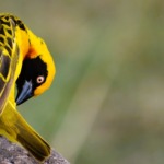 Galerie - Go Get it Safaris GmbH ist ein kleines Unternehmen mit grosser Safari-Erfahrung 209