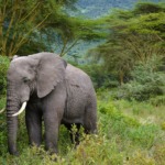 Galerie - Go Get it Safaris GmbH ist ein kleines Unternehmen mit grosser Safari-Erfahrung 211