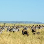 Galerie - Go Get it Safaris GmbH ist ein kleines Unternehmen mit grosser Safari-Erfahrung 220