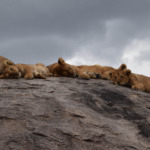 Galerie - Go Get it Safaris GmbH ist ein kleines Unternehmen mit grosser Safari-Erfahrung 223