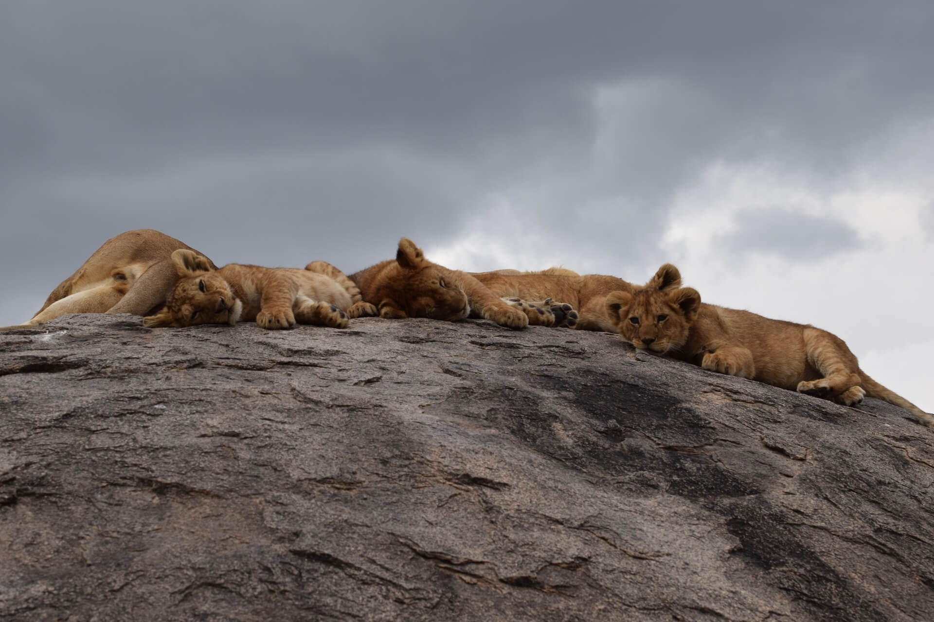Galerie - Go Get it Safaris GmbH ist ein kleines Unternehmen mit grosser Safari-Erfahrung 223