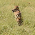 Galerie - Go Get it Safaris GmbH ist ein kleines Unternehmen mit grosser Safari-Erfahrung 224