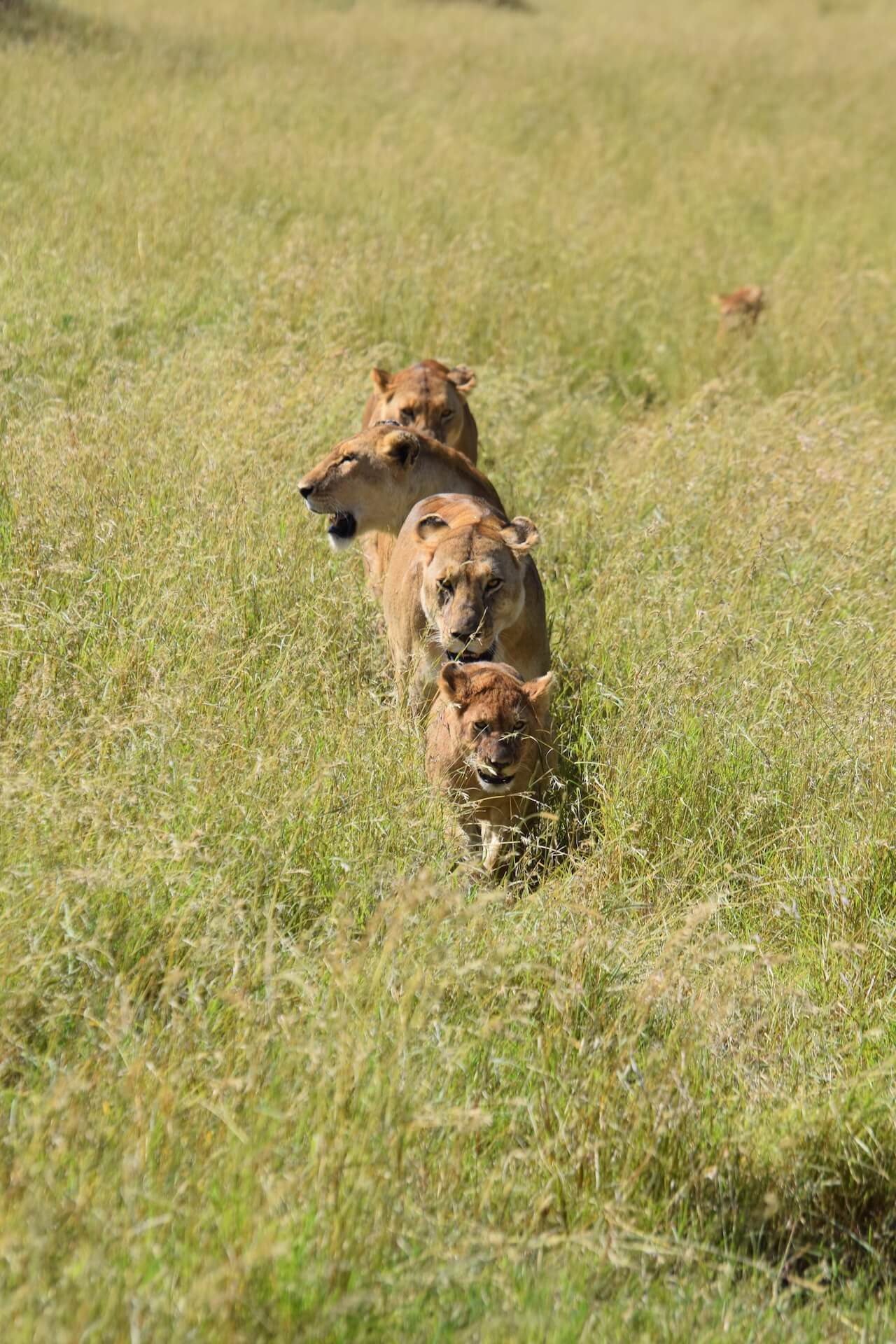 Galerie - Go Get it Safaris GmbH ist ein kleines Unternehmen mit grosser Safari-Erfahrung 224