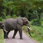 Galerie - Go Get it Safaris GmbH ist ein kleines Unternehmen mit grosser Safari-Erfahrung 229