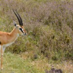 Galerie - Go Get it Safaris GmbH ist ein kleines Unternehmen mit grosser Safari-Erfahrung 230