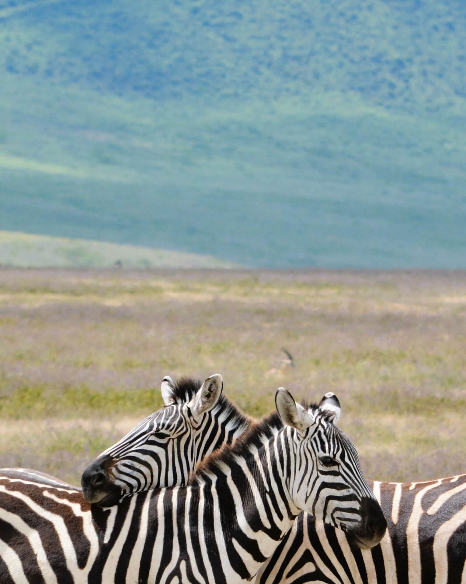 Galerie - Go Get it Safaris GmbH ist ein kleines Unternehmen mit grosser Safari-Erfahrung 232