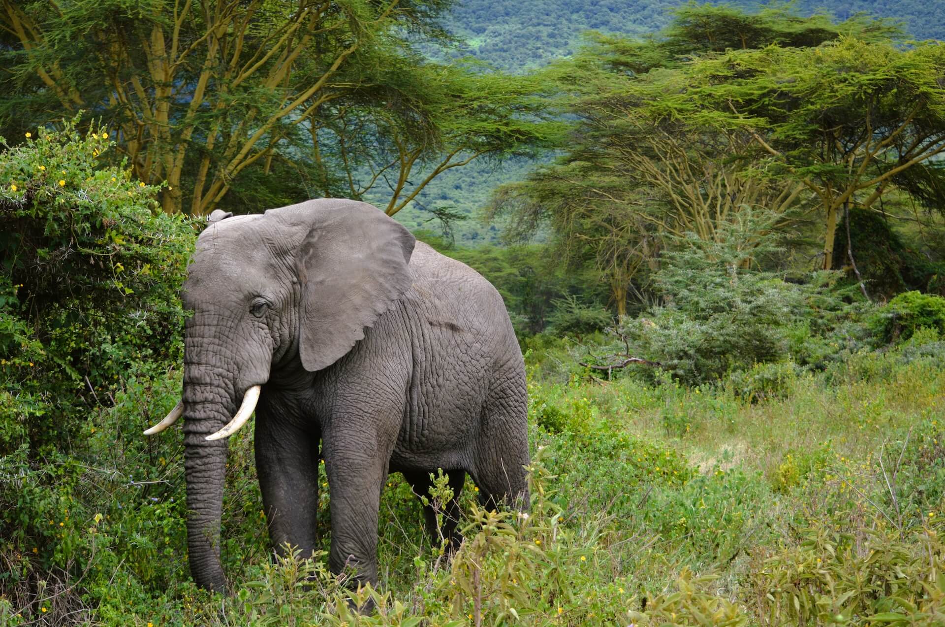 Tansania Safaris - Go Get it Safaris GmbH ist ein kleines Unternehmen mit grosser Safari-Erfahrung 2 Tansania Safaris - Go Get it Safaris GmbH ist ein kleines Unternehmen mit grosser Safari-Erfahrung 2